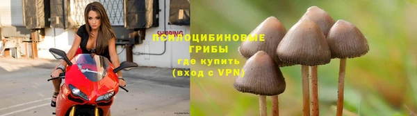 ПСИЛОЦИБИНОВЫЕ ГРИБЫ Медвежьегорск