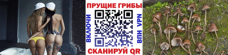 Псилоцибиновые грибы Psilocybe  kraken ТОР  Онега 